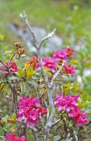Bild 16 (290 Bildaufrufe)