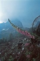 Bild 8 (213 Bildaufrufe)