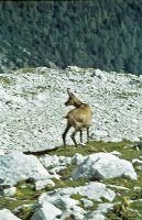 Bild 13 (237 Bildaufrufe)
