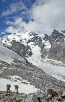 Munt Pers, Piz Bernina (272 Bildaufrufe)