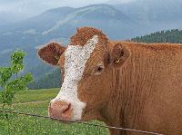 Bild 7 (239 Bildaufrufe)