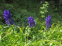 Bild 8 (325 Bildaufrufe)