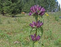 Bild 11 (197 Bildaufrufe)