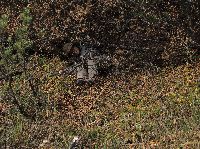 Bild 31 (286 Bildaufrufe)