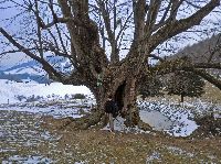 Bild 2 (278 Bildaufrufe)