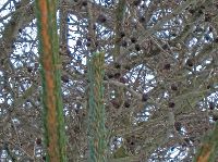 Bild 9 (236 Bildaufrufe)