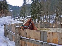 Bild 2 (215 Bildaufrufe)