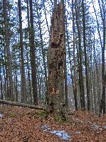 Bild 8 (229 Bildaufrufe)