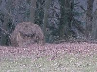 Bild 3 (165 Bildaufrufe)