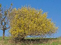 Bild 2 (190 Bildaufrufe)