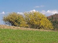 Bild 3 (194 Bildaufrufe)