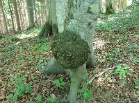 Bild 5 (222 Bildaufrufe)