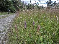 Bild 2 (235 Bildaufrufe)