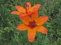 Bild 6 (222 Bildaufrufe)