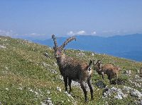 Bild 15 (177 Bildaufrufe)