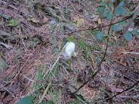 Geiger (182 Bildaufrufe)