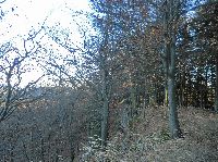 Bild 24 (244 Bildaufrufe)