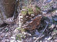 Bild 1 (199 Bildaufrufe)