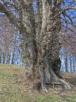 Bild 14 (216 Bildaufrufe)