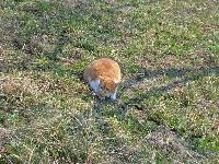 Bild 22 (203 Bildaufrufe)