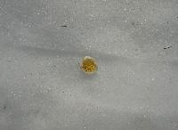 Bild 3 (240 Bildaufrufe)