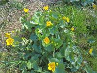 Bild 43 (238 Bildaufrufe)