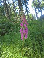Bild 19 (243 Bildaufrufe)