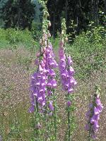 Bild 35 (174 Bildaufrufe)