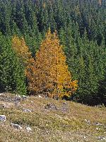 Bild 20 (287 Bildaufrufe)