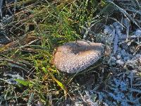 Gr.Königskogel (281 Bildaufrufe)