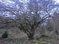 Bild 12 (240 Bildaufrufe)