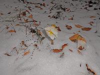 Bild 9 (273 Bildaufrufe)
