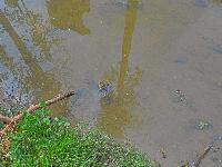 Bild 7 (226 Bildaufrufe)
