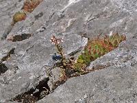 Spitzkogel (220 Bildaufrufe)
