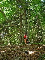 Holzerberg, Höhenkote Nixhöhle (232 Bildaufrufe)