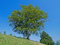 Gsollberg (257 Bildaufrufe)