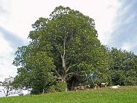 Hirschkogel (218 Bildaufrufe)