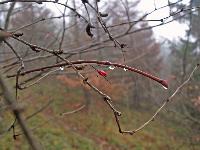 Bild 6 (249 Bildaufrufe)
