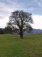 Schroffen (223 Bildaufrufe)