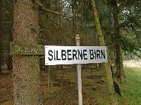 Silberne Birn (300 Bildaufrufe)