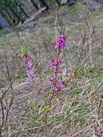Bild 9 (210 Bildaufrufe)