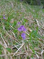 Bild 11 (288 Bildaufrufe)