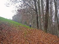 Bild 4 (236 Bildaufrufe)