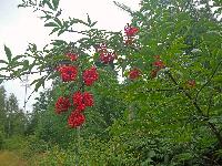 Bild 8 (191 Bildaufrufe)