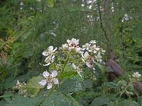 Schildberg (192 Bildaufrufe)