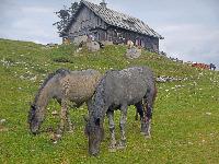 Dobratsch (217 Bildaufrufe)