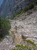 Mittagskogel (263 Bildaufrufe)