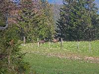 Bild 5 (148 Bildaufrufe)