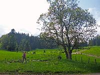 Ebenwald (165 Bildaufrufe)