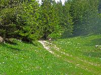 Wildalpe (270 Bildaufrufe)